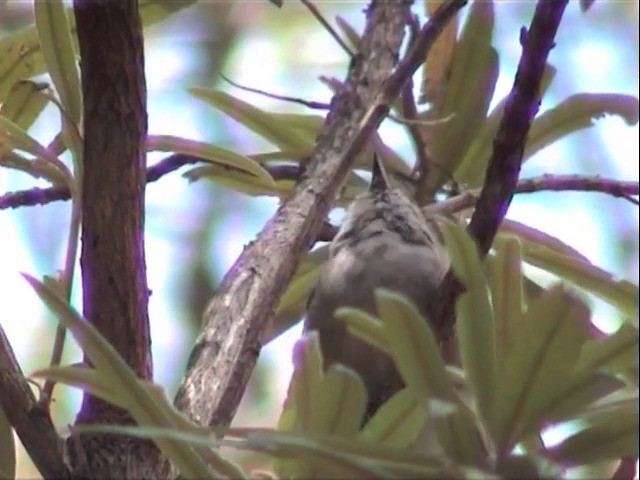 Golden Whistler - ML201565121