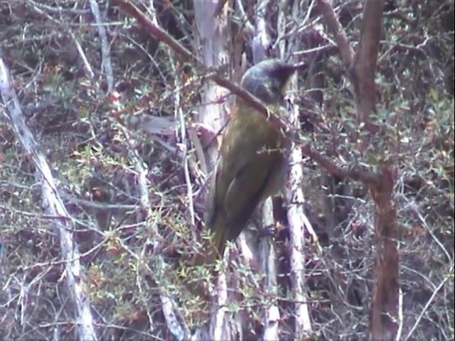 Yellow-throated Honeyeater - ML201565151