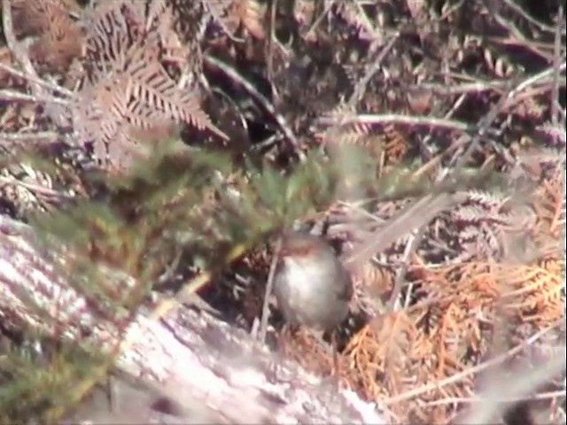 Superb Fairywren - ML201565161