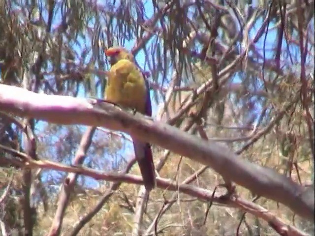 アカビタイキクサインコ - ML201565211