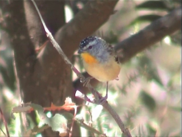 Spotted Pardalote (Spotted) - ML201565221