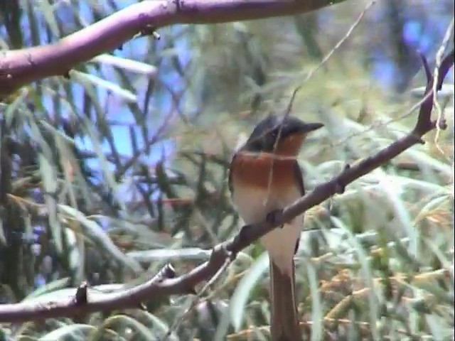 Satin Flycatcher - ML201565241