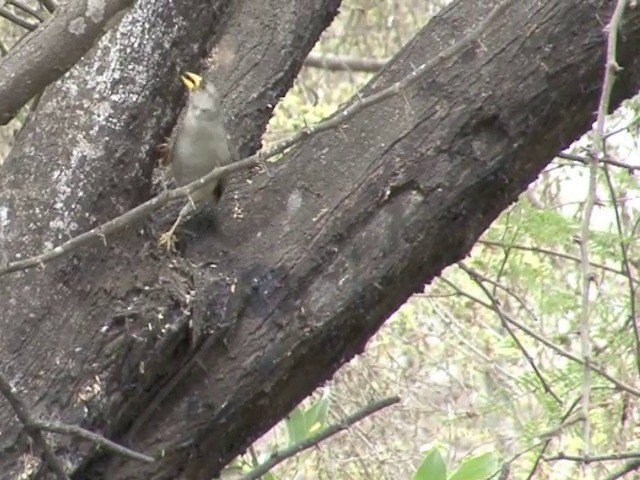 Cinereous Finch - ML201565261