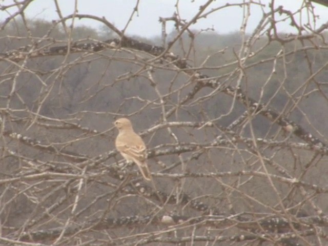 Peru Madencisi - ML201565271