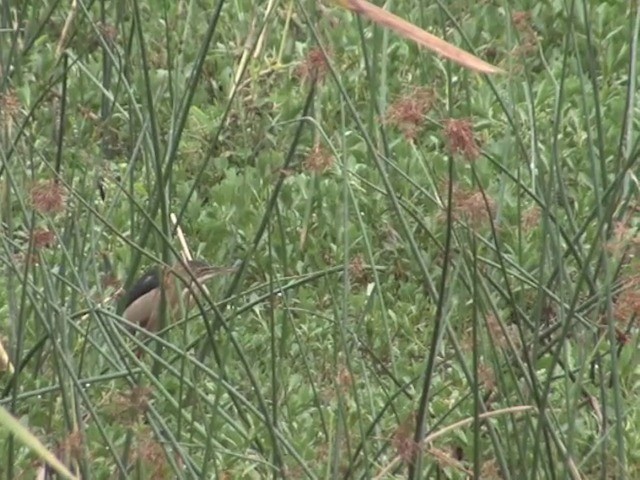 Least Bittern - ML201565321