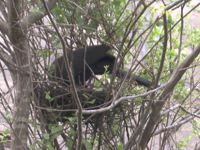 White-winged Guan - ML201565371