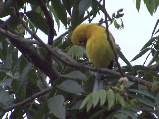 Cardinal à tête jaune - ML201565381