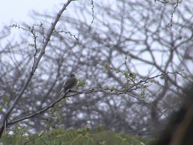 Tumbes Pewee - ML201565391