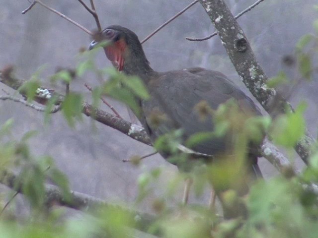 White-winged Guan - ML201565411