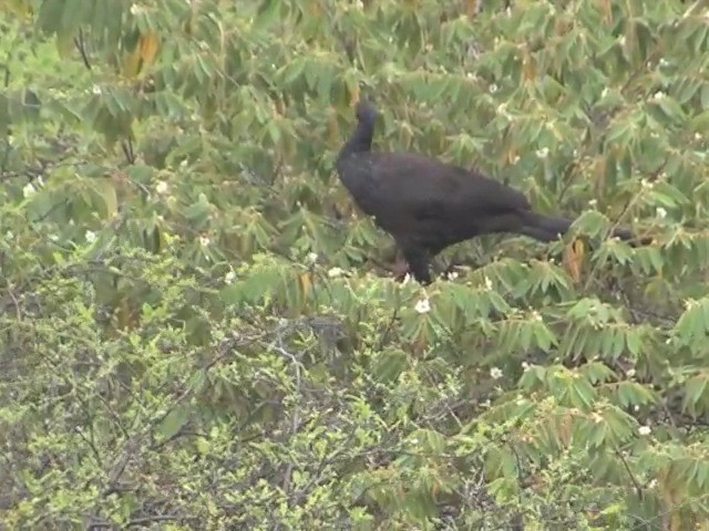 White-winged Guan - ML201565421