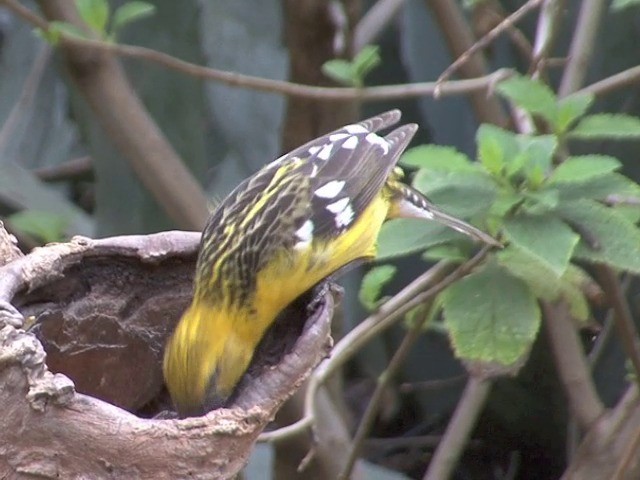 Golden Grosbeak - ML201565441