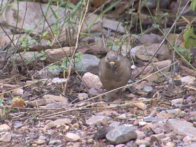 Peru Serçe Kumrusu - ML201565451