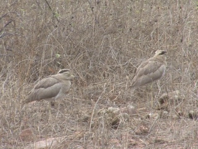 Peruvian Thick-knee - ML201565471