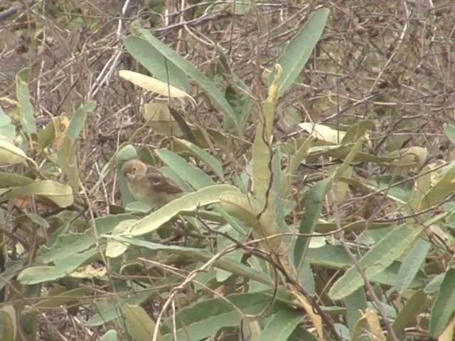 Parrot-billed Seedeater - ML201565491