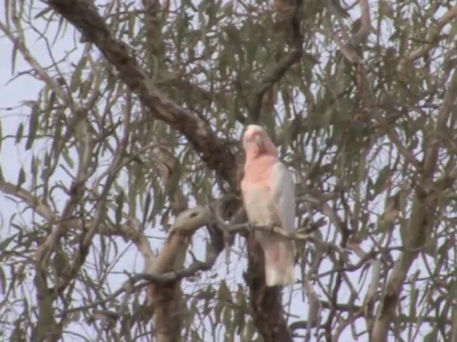 Pink Cockatoo - ML201565561