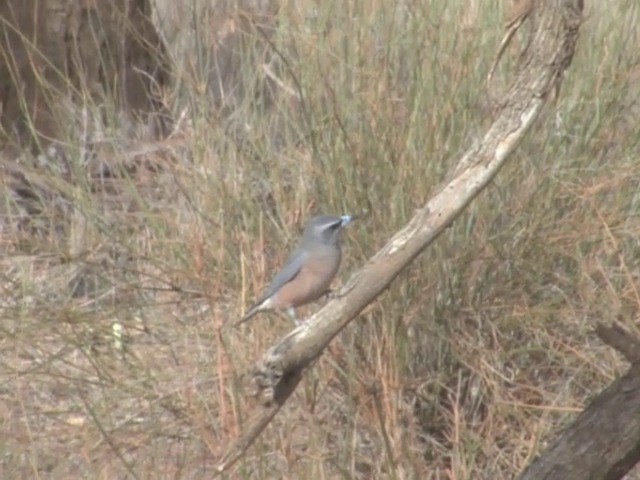 White-browed Woodswallow - ML201565571