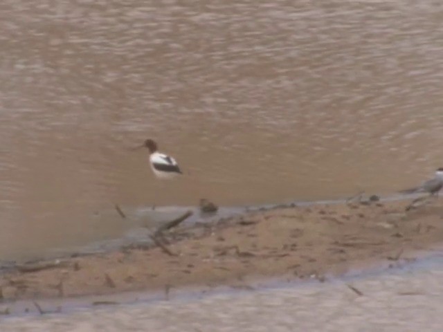 Avoceta Australiana - ML201565581