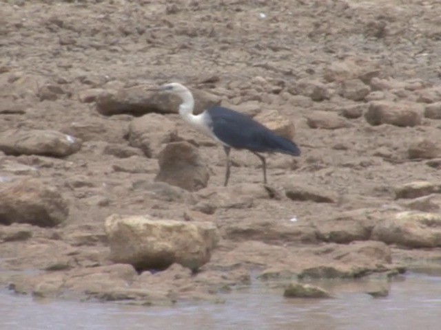 Pacific Heron - ML201565591