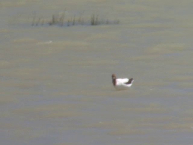 Red-necked Avocet - ML201565641