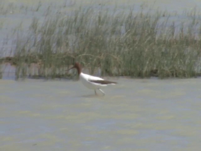 Avocette d'Australie - ML201565651