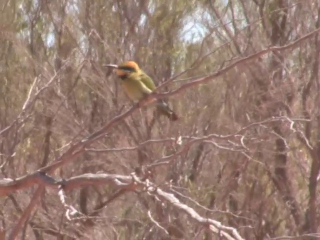 Rainbow Bee-eater - ML201565661