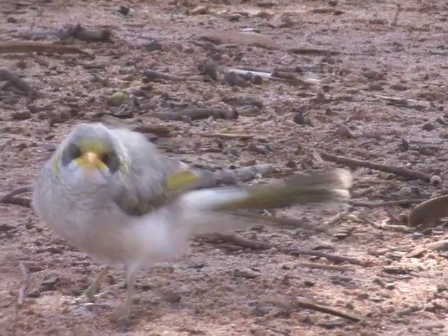 Méliphage à cou jaune - ML201565671