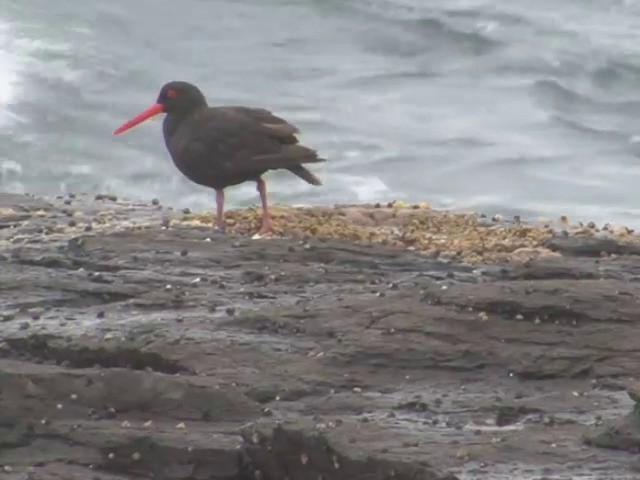 Sooty Oystercatcher - ML201565781