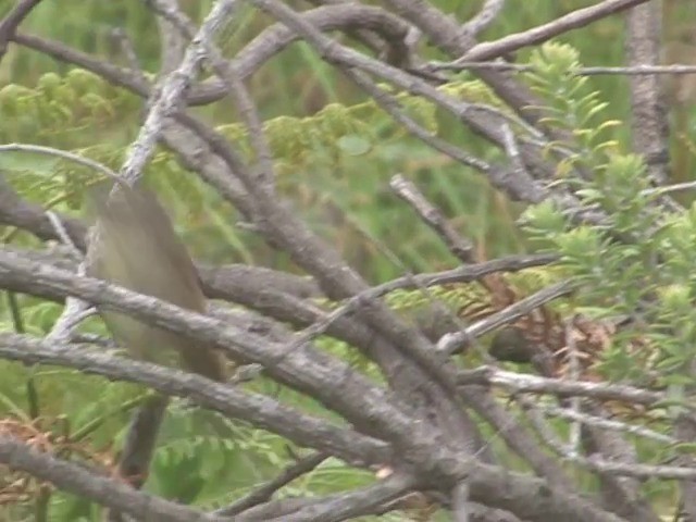 White-browed Scrubwren (White-browed) - ML201565791