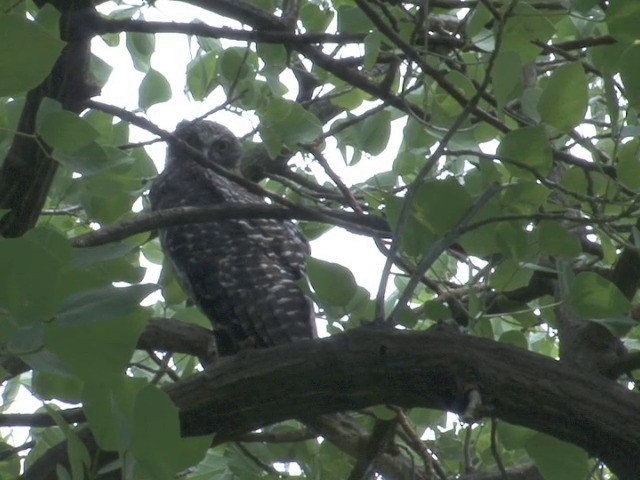 Powerful Owl - ML201565811