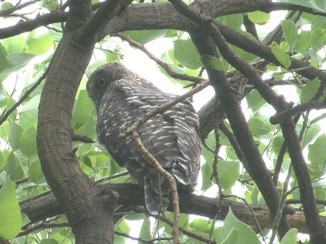 Powerful Owl - ML201565821