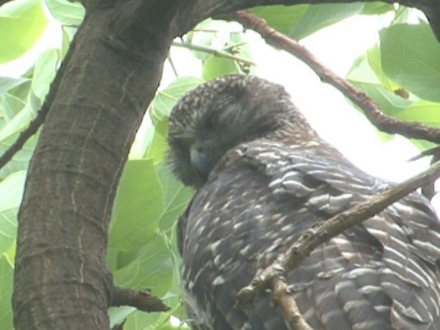 Powerful Owl - ML201565831