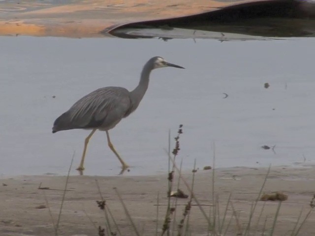 White-faced Heron - ML201565861