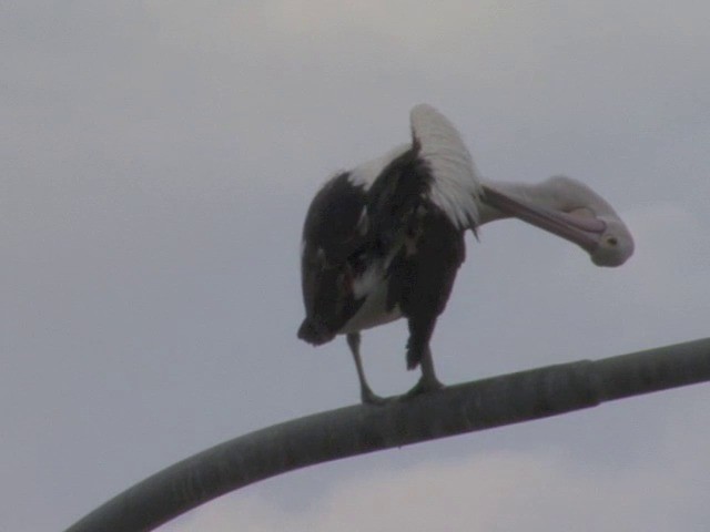 Australian Pelican - ML201565881