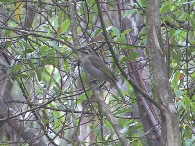 Yellow-faced Honeyeater - ML201565901