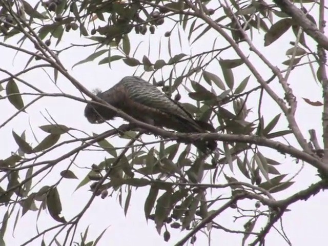 Gang-gang Cockatoo - ML201565931