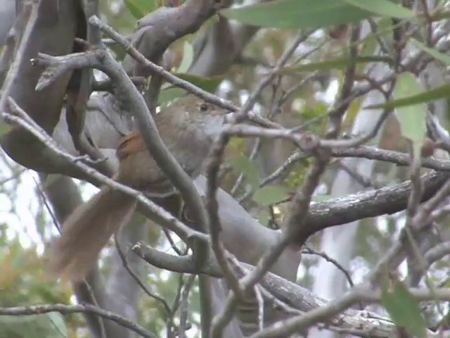 Eastern Bristlebird - ML201565941