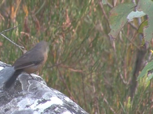 Rockwarbler - ML201565951