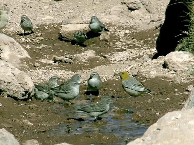 Bright-rumped Yellow-Finch - ML201566111