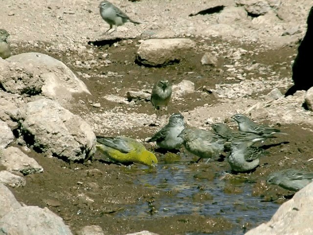 Bright-rumped Yellow-Finch - ML201566121