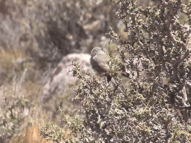 エナガカマドドリ（berlepschi） - ML201566151