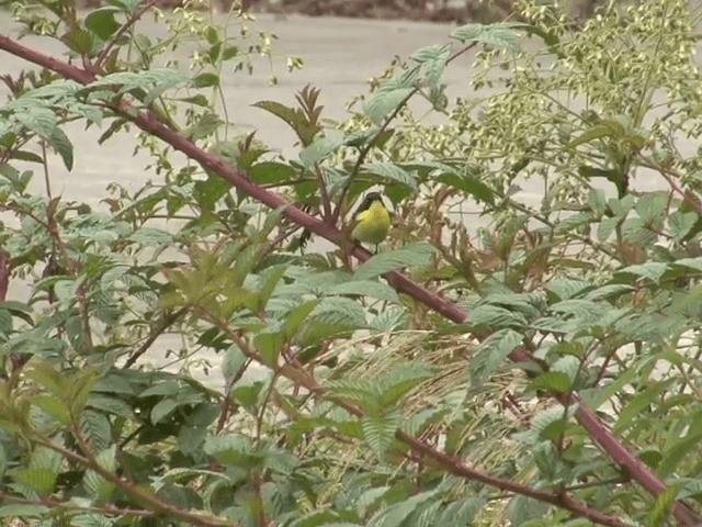 Metallic-winged Sunbird (Luzon) - ML201566171