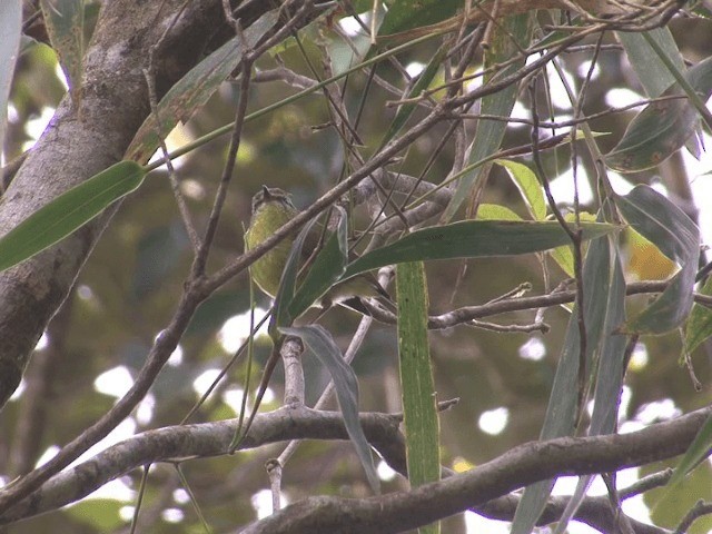 Negros Leaf Warbler - ML201566201