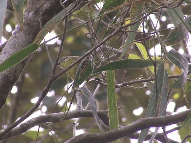 Negros Leaf Warbler - ML201566211