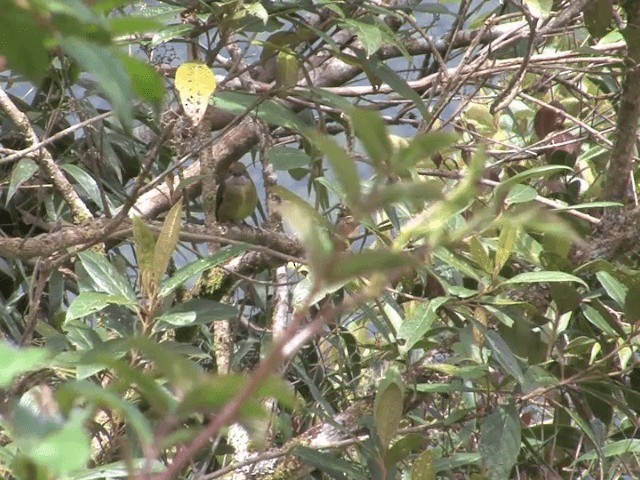 Yellow-crowned Flowerpecker - ML201566281