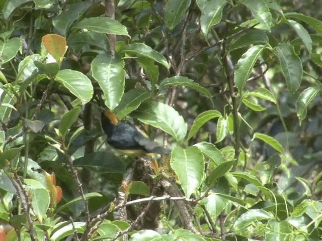 Yellow-crowned Flowerpecker - ML201566291