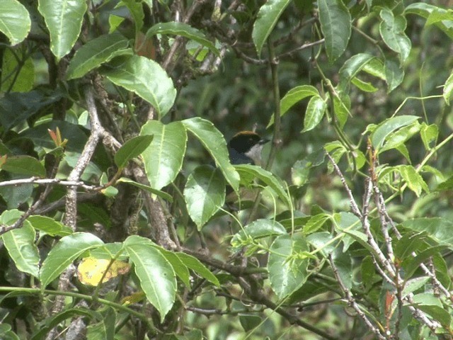 Yellow-crowned Flowerpecker - ML201566301