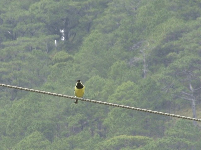 Elegant Tit - ML201566331