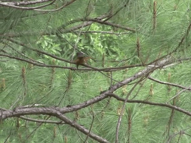 Blue-headed Fantail - ML201566341