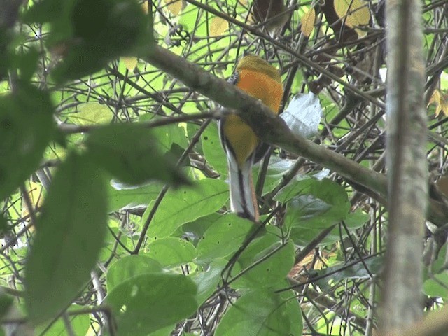 Trogon à poitrine jaune (groupe dulitensis) - ML201566441