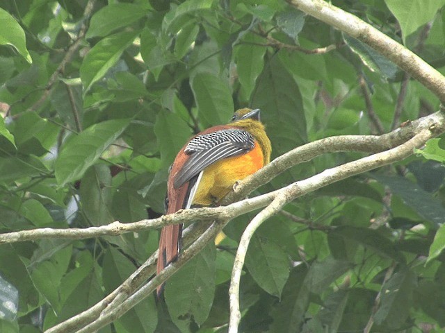 Turuncu Göğüslü Trogon [dulitensis grubu] - ML201566451